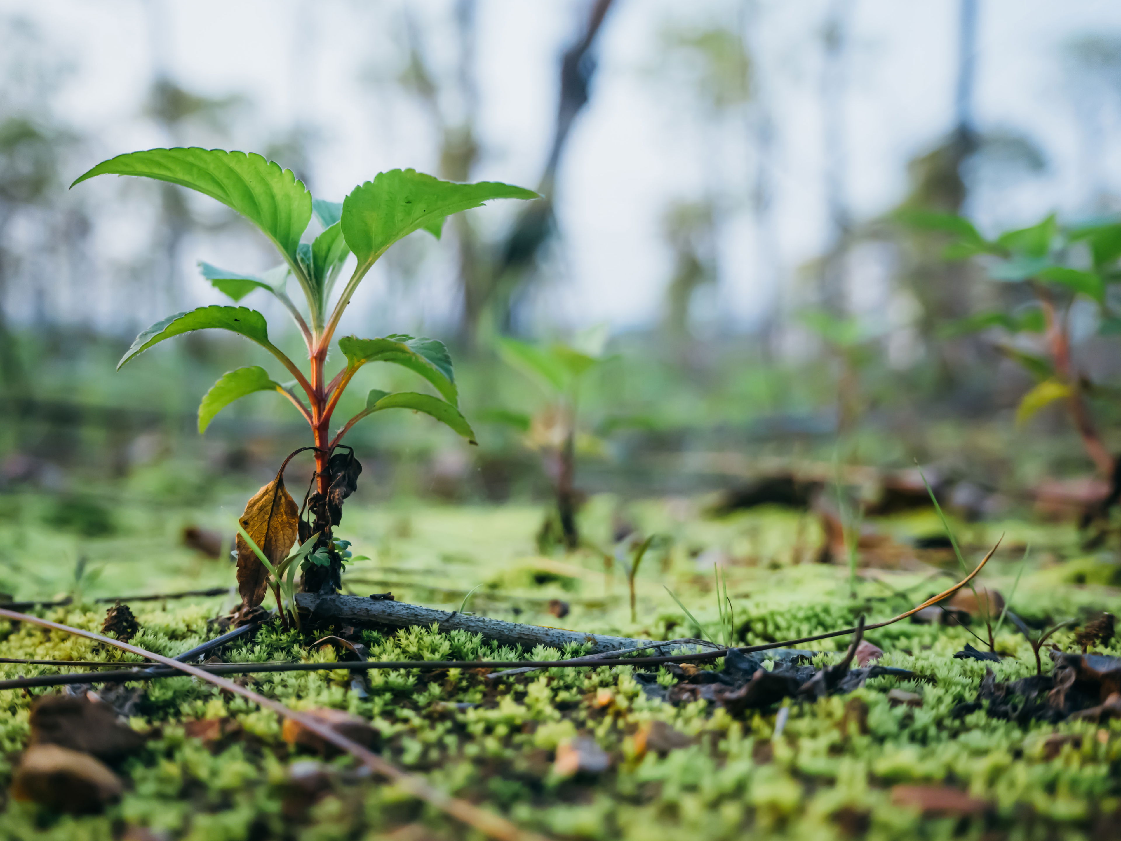 Tree Planting in Space - B