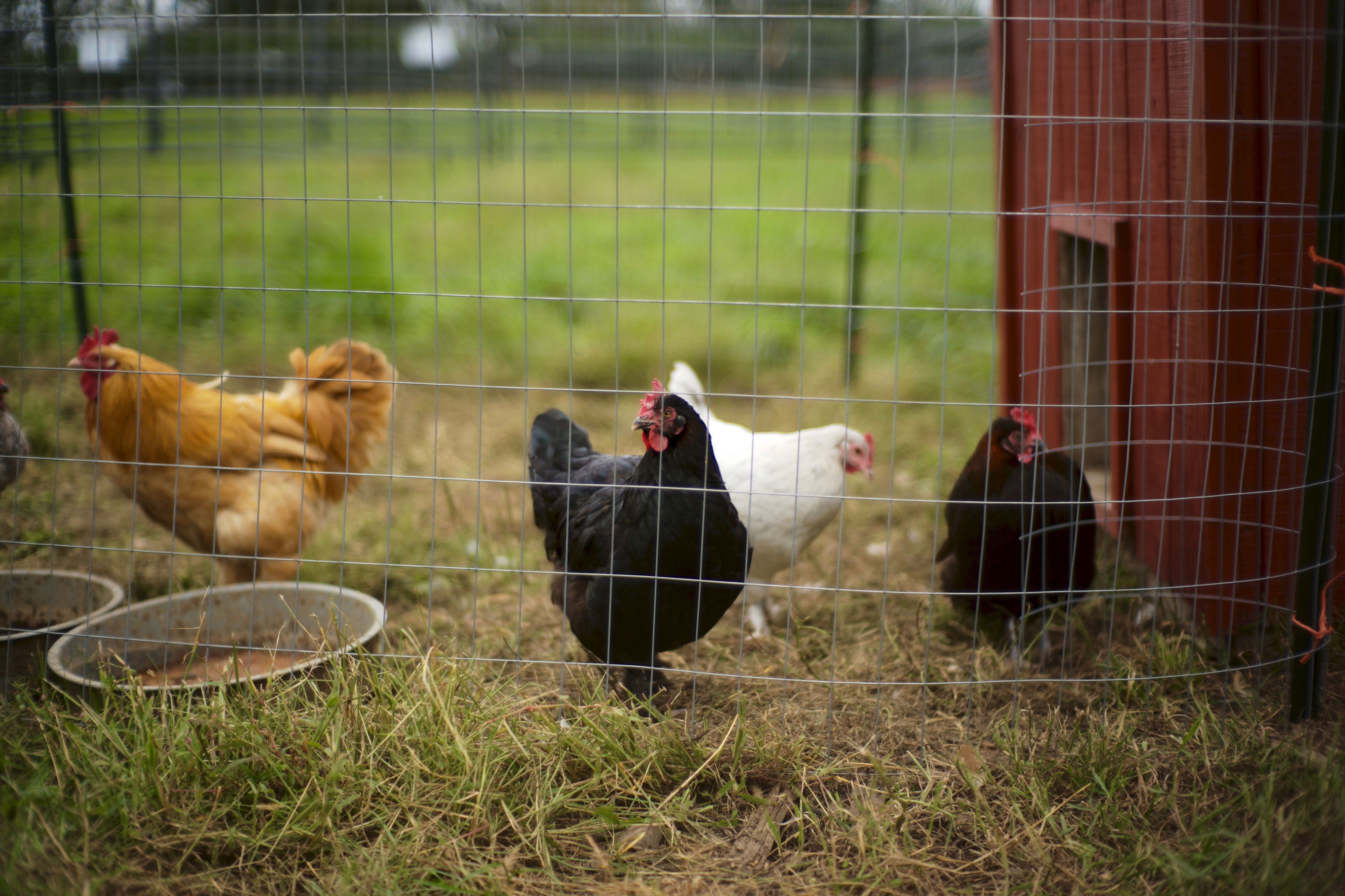 How to Feed a Chicken